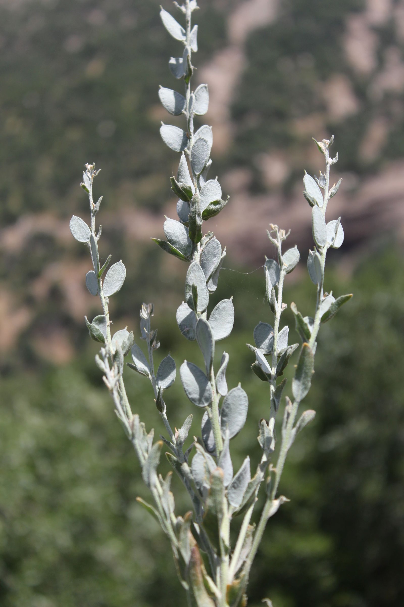 Fibigia clypeata (L.) Medic.